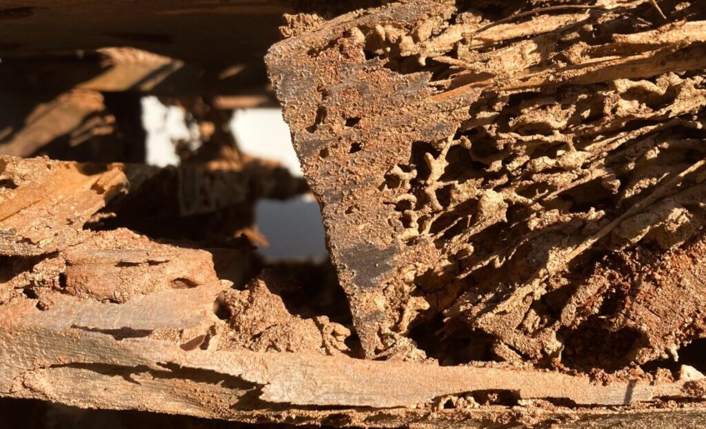 إبادة الحشرات بالمدينة المنورة - تسربات المياه