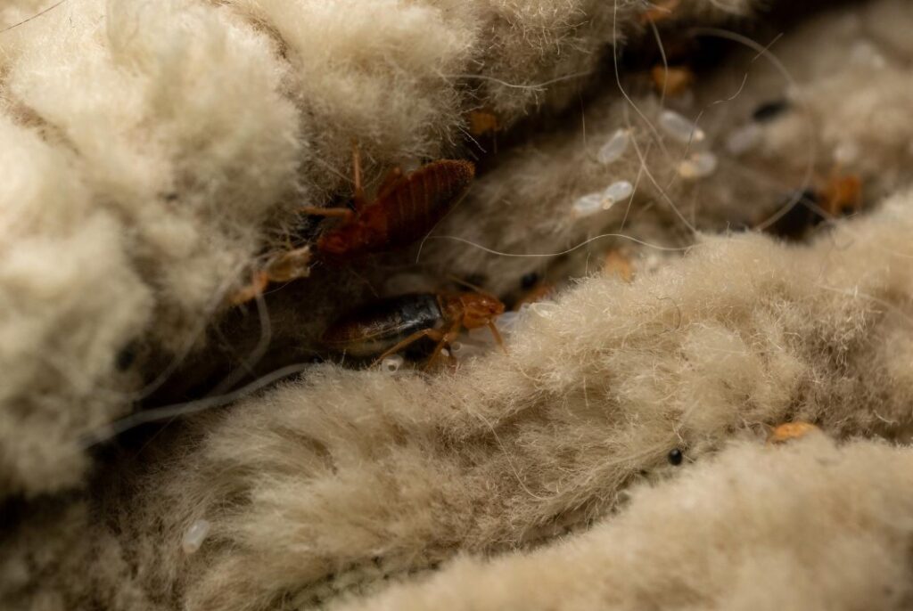 مكافحة الحشرات في المنورة - الرطوبة العالية