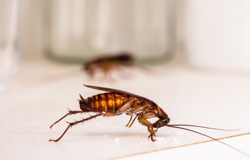 شركة مكافحة حشرات بالمدينة المنورة - أسباب انتشار الحشرات